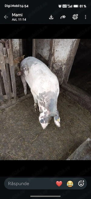 Vând scrofiță gestantă în 3 luni