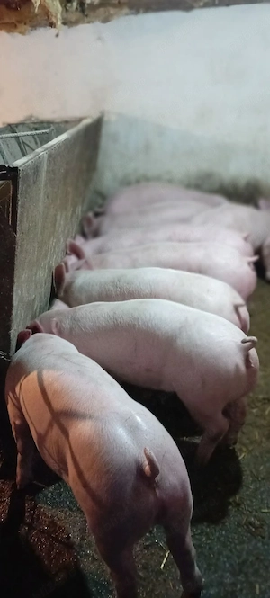 porci castrați 40 kg