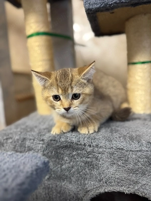 British shorthair 