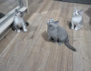 British shorthair 