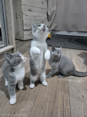 British shorthair  - imagine 2