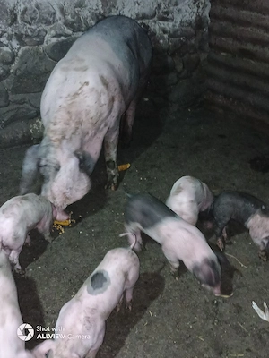 scroafa de vânzare fătată 