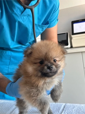 Pui Pomeranian - 3 baieței