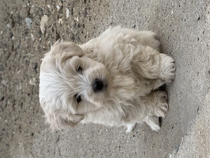 Bichon Maltez de vanzare! - imagine 3