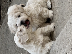 Bichon Maltez de vanzare! - imagine 2