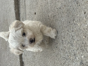 Bichon Maltez de vanzare! - imagine 4