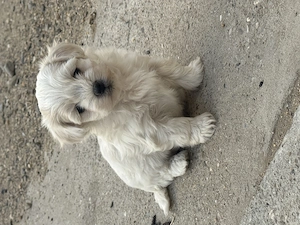 Bichon Maltez de vanzare! - imagine 5