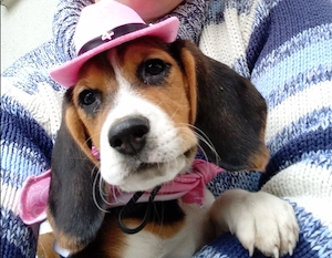 Pui Beagle de vânzare - imagine 3