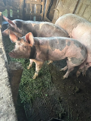 porci petrean  - imagine 3