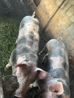 porci petrean 