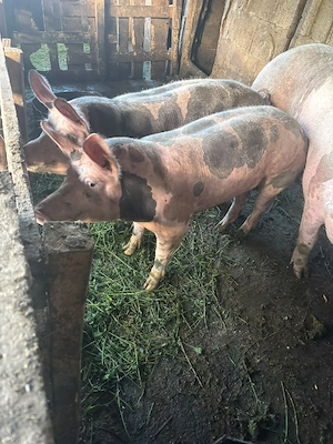 porci petrean  - imagine 2