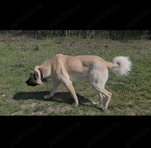 Mascul Kangal de vanzare - imagine 5