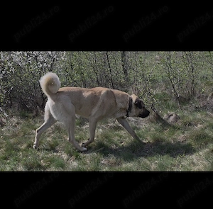 Mascul Kangal de vanzare - imagine 4