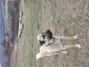 Mascul Kangal de vanzare