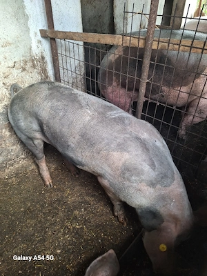 Purcea si porc pietrain 