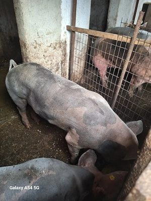 Purcea si porc pietrain  - imagine 3