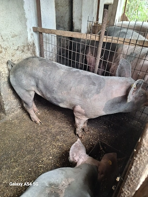 Purcea si porc pietrain  - imagine 2