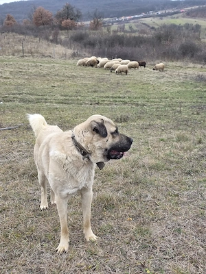 Mascul Kangal de vanzare - imagine 3