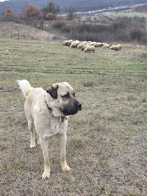 Mascul Kangal de vanzare