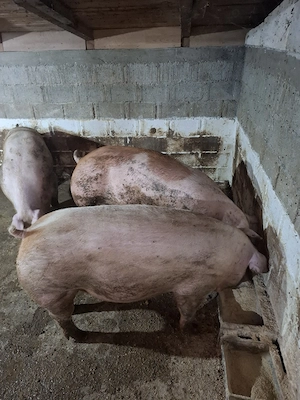 Vând porci de carne hrăniți corespunzător  200 kg-250 kg - imagine 5