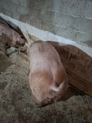 Vând porci de carne