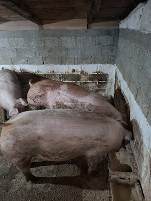 Vând porci de carne hrăniți corespunzător  200 kg-250 kg - imagine 3