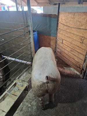 Vând 3 porci 130-150 KG - imagine 4