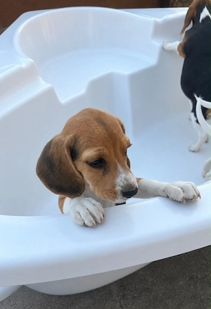 Pui Beagle Tricolor Rasa Pura - imagine 2