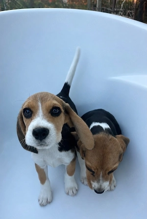Pui Beagle Tricolor Rasa Pura
