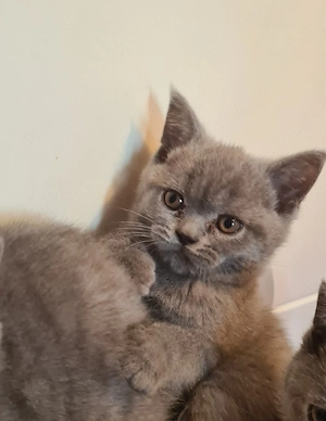 British Shorthair 