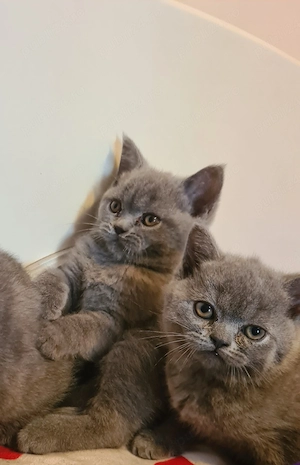 British Shorthair  - imagine 5