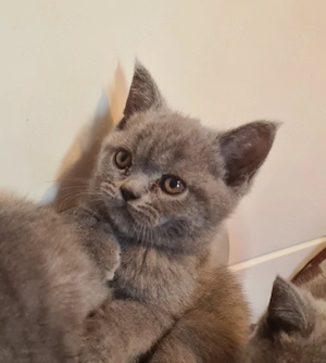 British Shorthair  - imagine 3