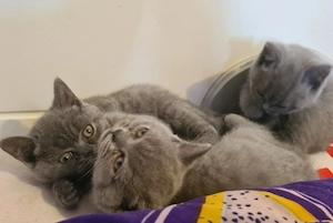 British Shorthair  - imagine 2