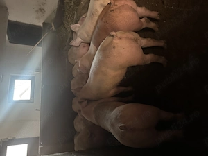 Porci de carne