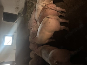 Porci de carne - imagine 2