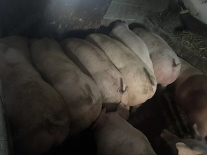 Porci de carne - imagine 3