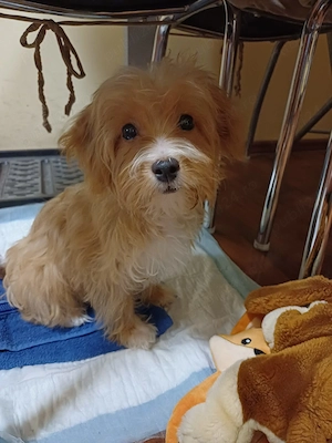 Vand catel Maltipoo culoare apricot