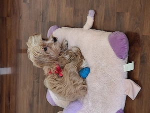 Vand catel Maltipoo culoare apricot - imagine 2