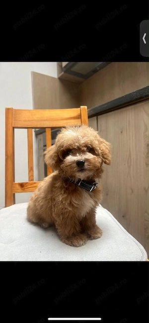 Vand catel Maltipoo culoare apricot - imagine 4