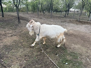 vând țap în putere - imagine 5