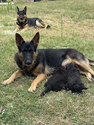ciobănesc german 