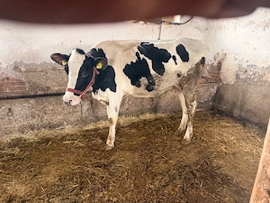 Vaca cu vitel - imagine 2