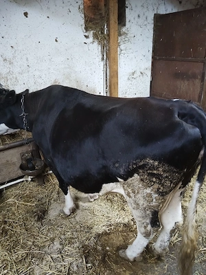 Vand vaca pentru tăiat 