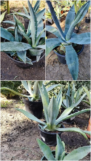 De vânzare - Agave mici și mari 