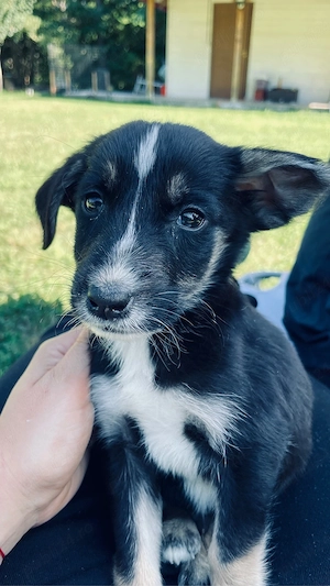 Adoptie catei - imagine 3