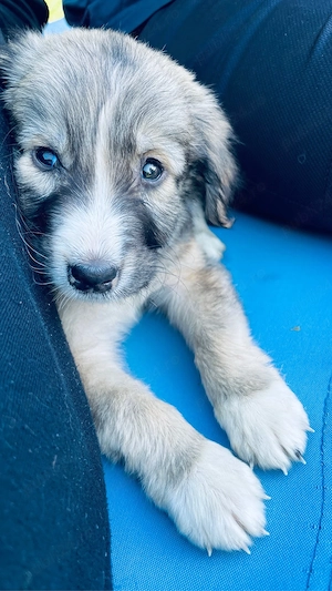 Adoptie catei - imagine 5