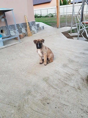 Vând Cățel Malinois de 2 luni  - imagine 2
