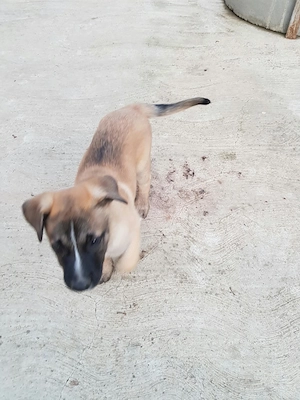 Vând Cățel Malinois de 2 luni 