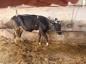 Vaca de vanzare