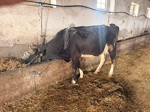 Vaca de vanzare - imagine 2